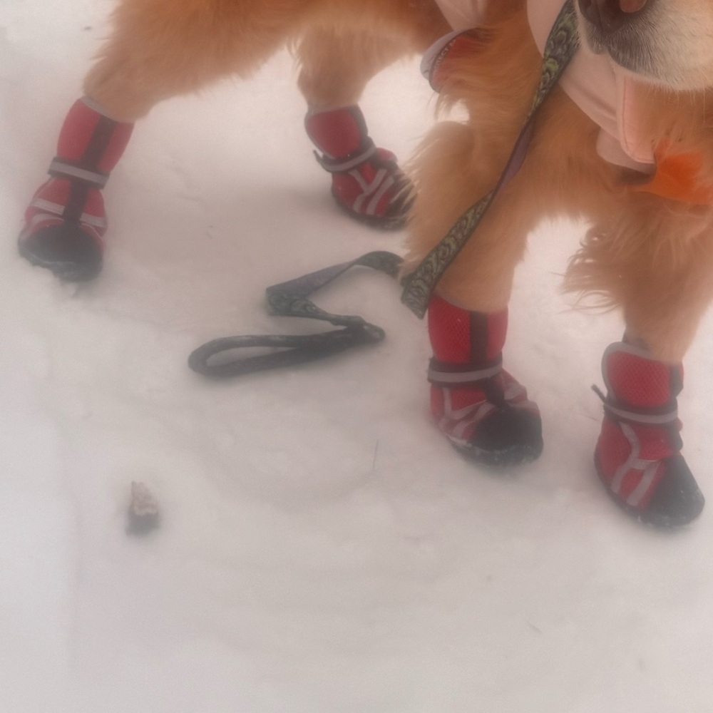 Winter dog Booties size XL